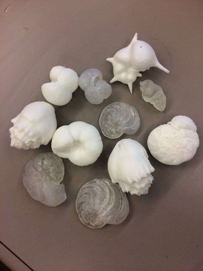 3D Models of shells and organisms found in the ocean.