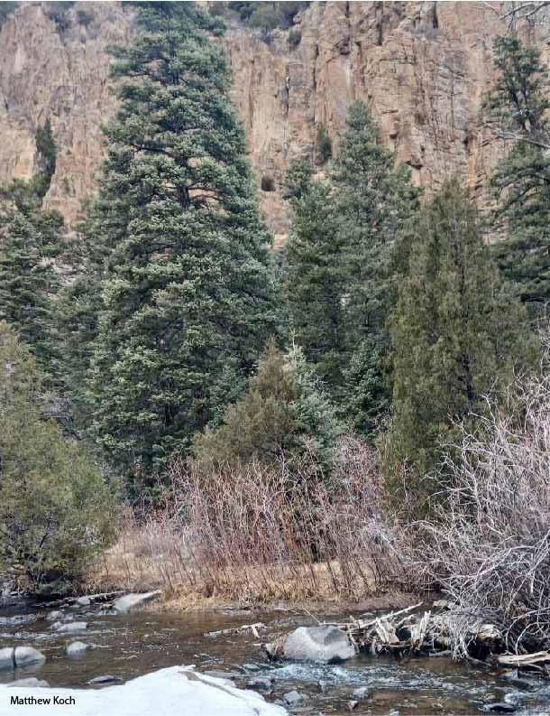 Large trees along a stream with mountains in the background in Red River Colorado. Large trees along a stream with mountains in the background in Red River Colorado.