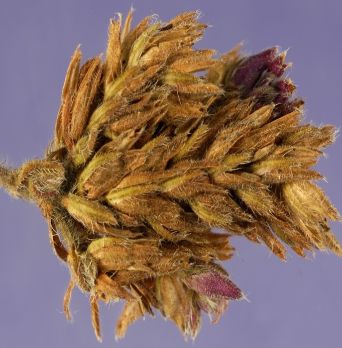 seed pod close up of a wheat seed