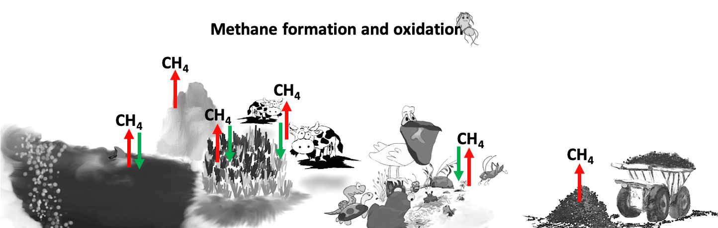 graphic explaining methane formation and oxidation