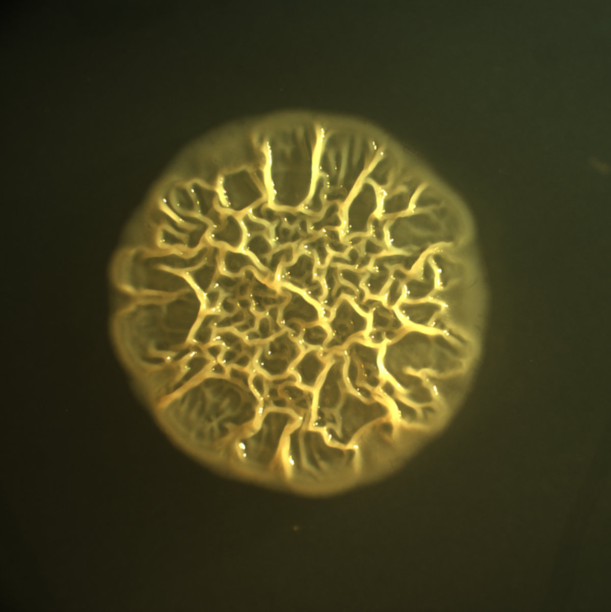 Photo of a cell secreting an extracellular matrix /