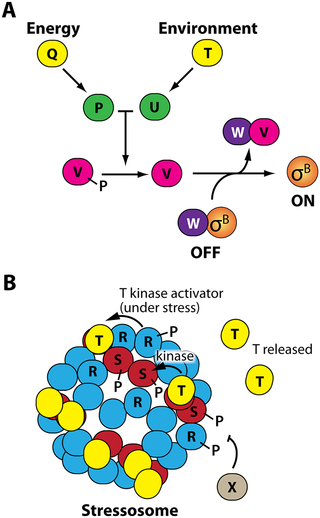 Graphic of bacteria stress responses Graphic of bacteria stress responses