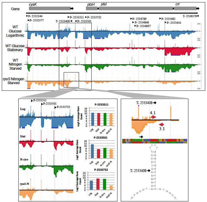 Graphic showing E. coli gene expression analysis Graphic showing E. coli gene expression analysis