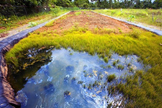Photo of bioremediation