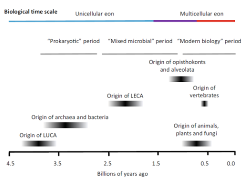 Evolution in the tree of life chart