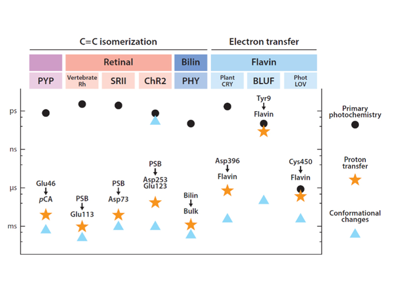 Functional Protein Dynamics Chart