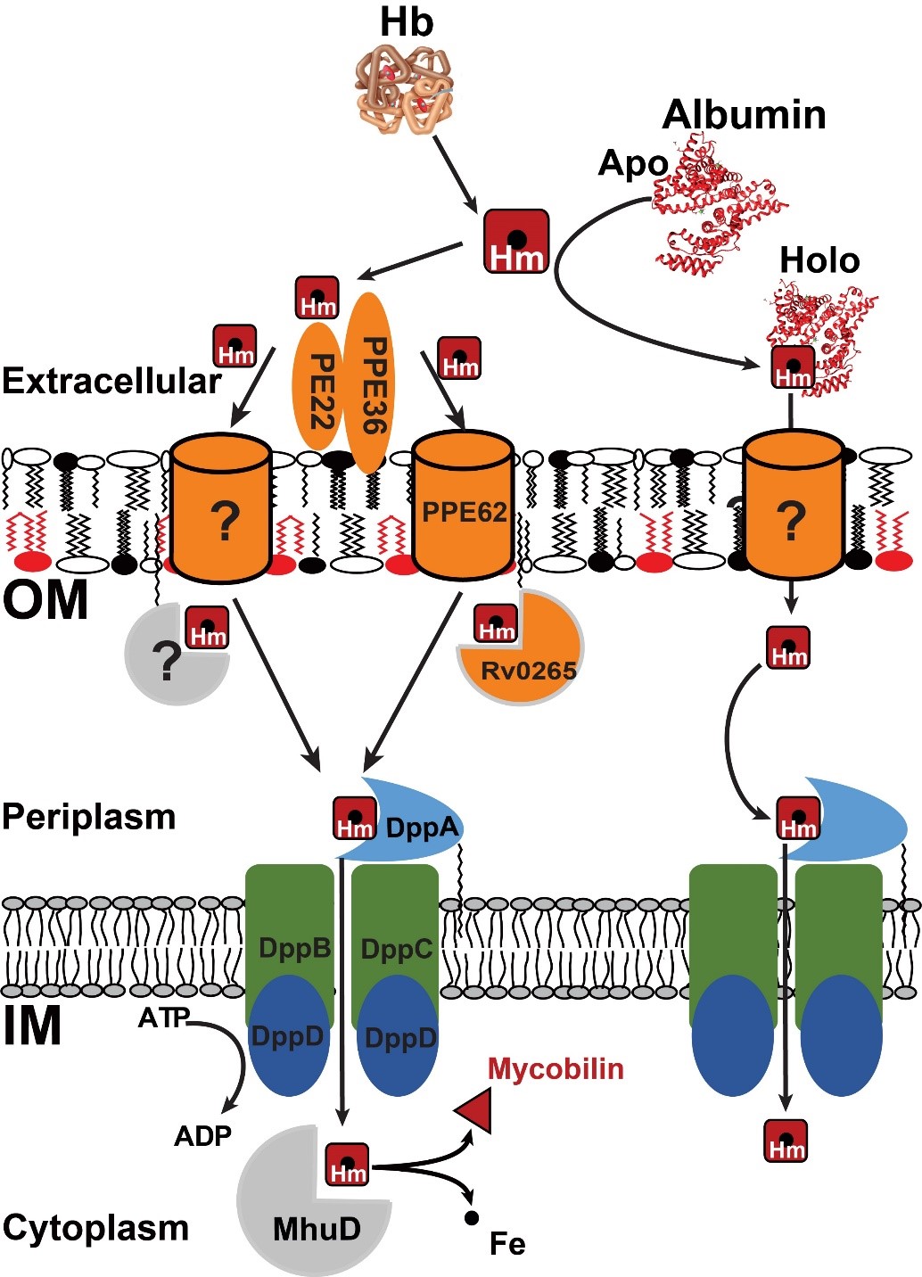 Heme acquisition by Mtb Model