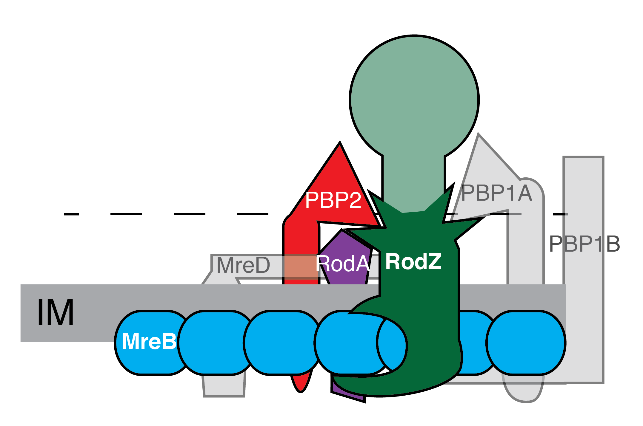 Graphic of cell shape of different mutants through microscopy