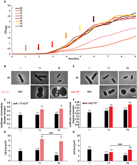 Graphic of link between cell division and elongation