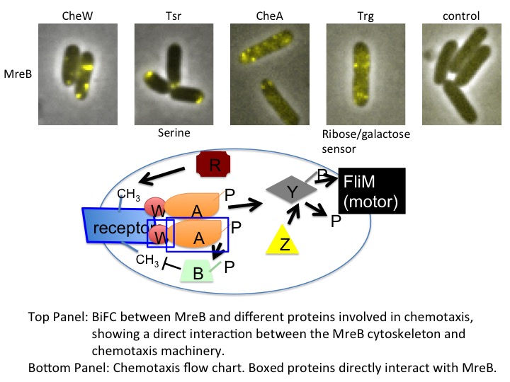 Graphics of BiFC Between MreB and proteins and Chemotaxis flow chart