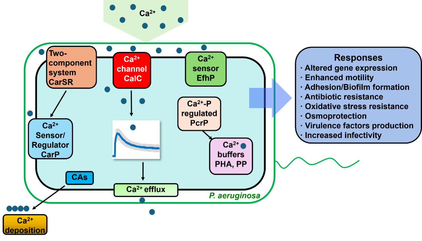 Chart of the Ca2+ signaling and regulatory network and the responses