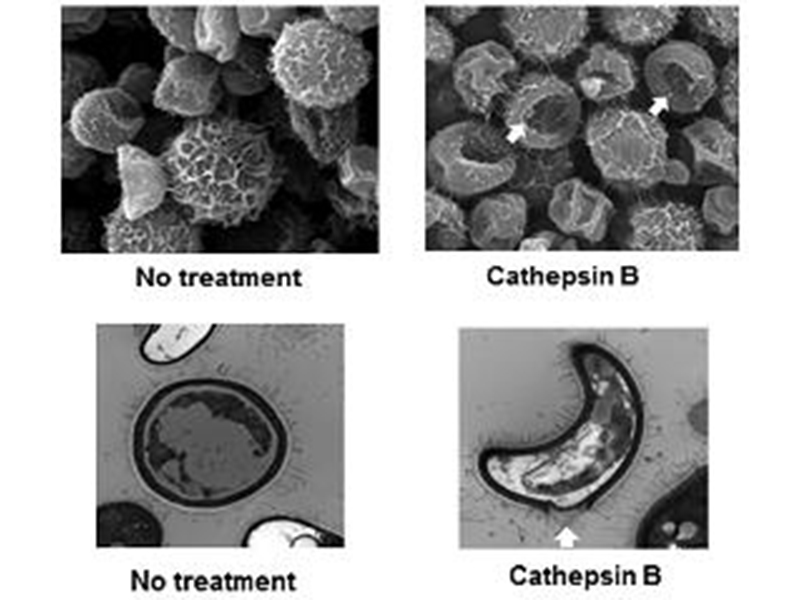 Graphic of cathepsin B degradation of the cryptococcal cell wall