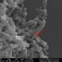 Gold nanowires on sphere surface