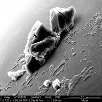 sem contamination