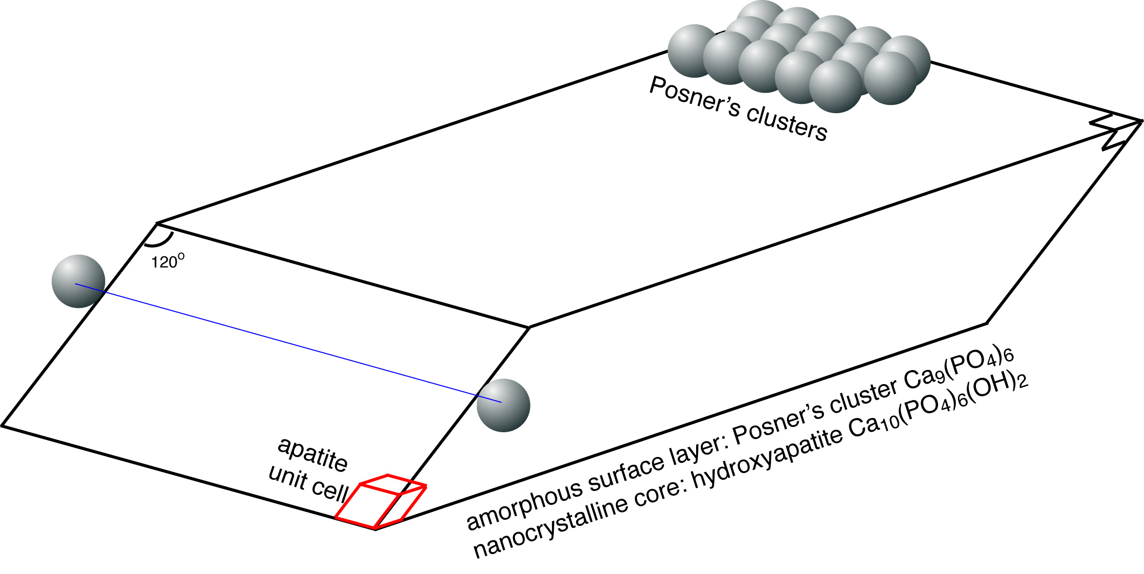 Model for bone mineral platelet