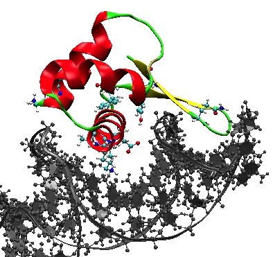 Our NMR determined structure of the DNA binding domain of Hop2