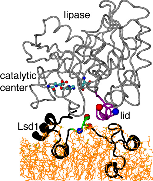 Structure model of Lsd1