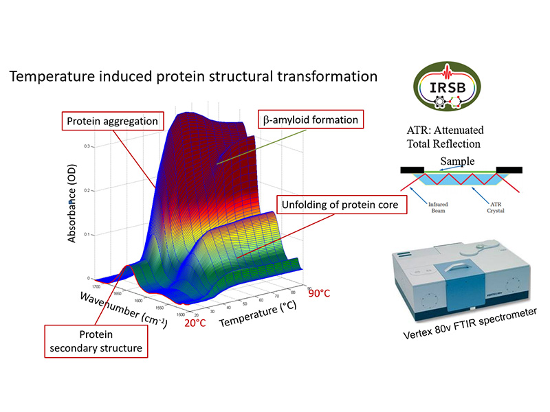Protein Graph Graph showing temperature-dependent changes in protein structure.