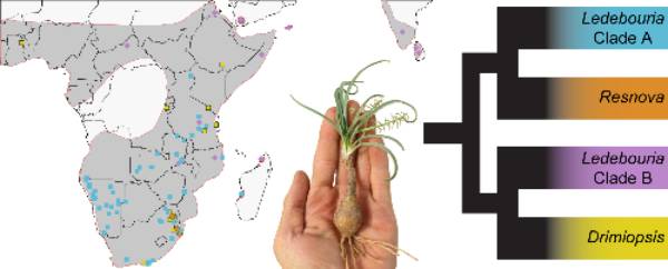 phylogenetic relationships of ledebouriinae