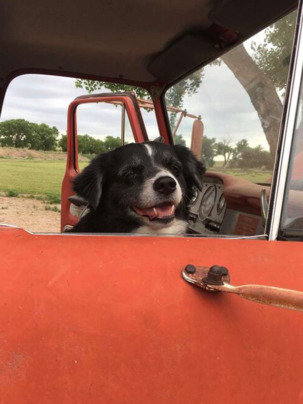 Black and White dog in a truck