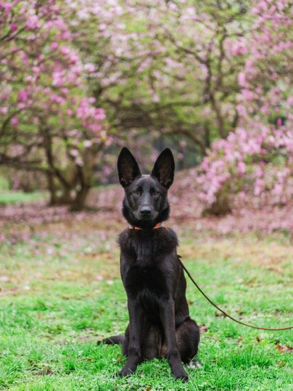 German Shepherd on a leash