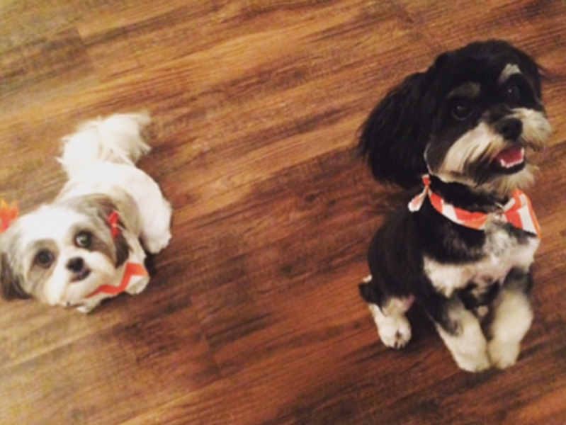 small white dog and small black dog