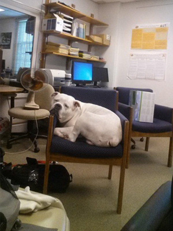 White pitbull dog in a chair