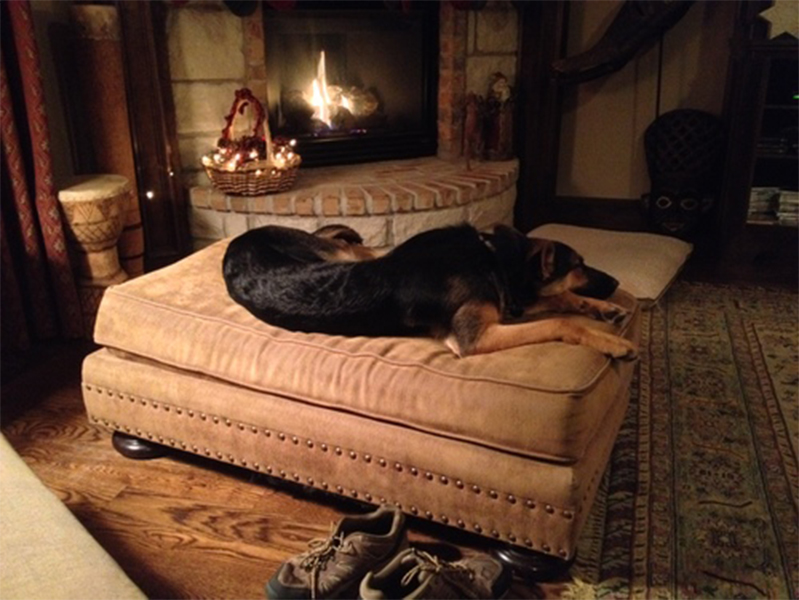 German Shepherd dog lying on a automan