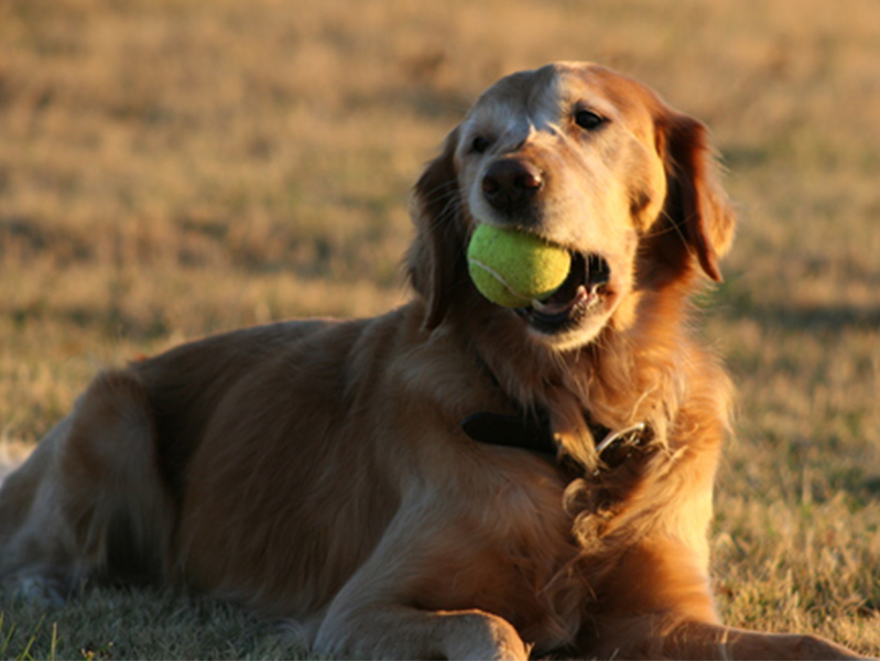 Blonde dog with a green ball in its mouth