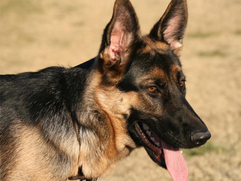 German Shepherd panting