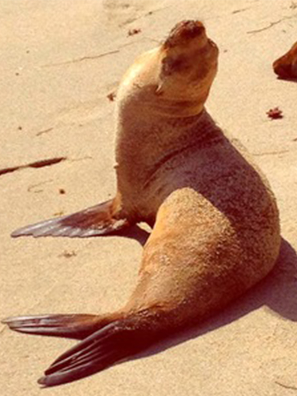 Sea Lion