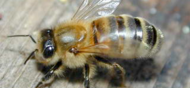 bee.png Close up of a Bee