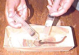 Earthworm's conditioned response to Rose oil