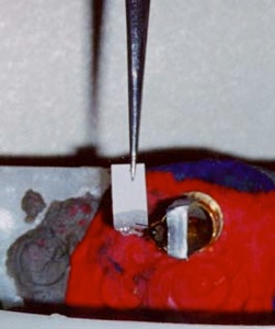 1beestim.jpg Identification of the US response with the extended proboscis in contact with the filter paper.