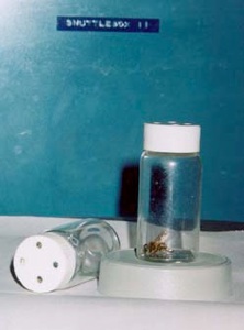 Bee in a glass vial Bee in a glass vial