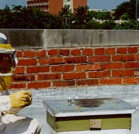 Person collecting a bee Person collecting a bee