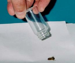 Removing sleeping bee from glass vial Removing sleeping bee from glass vial