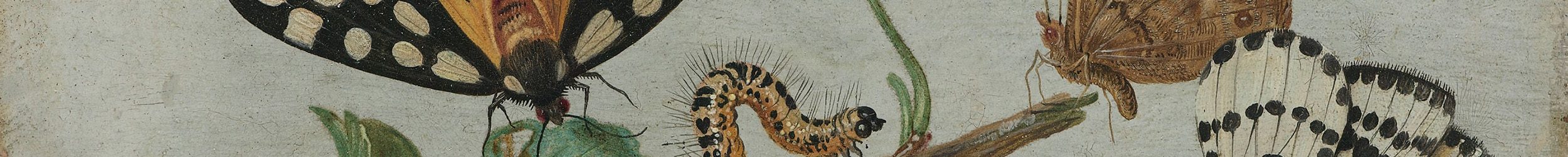 two butterflies and a caterpillar side by side two butterflies and a caterpillar side by side