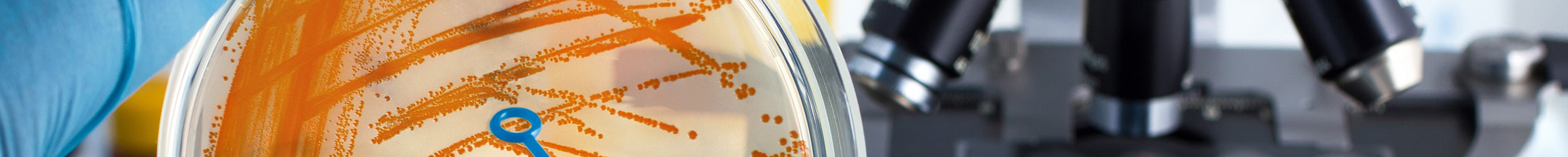 Gloved hand holding petri dish with orange bacteria and loop, microscope in background. Gloved hand holding petri dish with orange bacteria and loop, microscope in background.